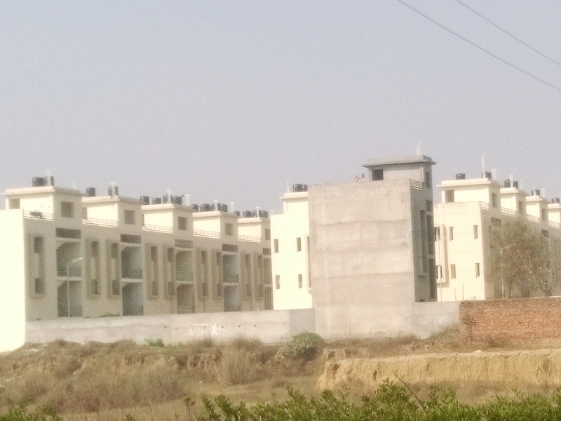 Green Leaf / Yellow Leaf Palm Garden Sahnewal 04