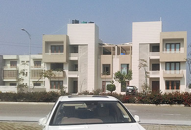 green leaf yellow leaf / palm garden  sahnewal